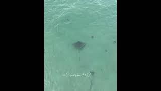 Swimmers Get a SURPRISE Visit from a Spotted Eagle Ray!