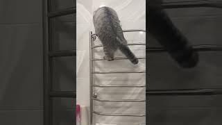Кот Тимофей 