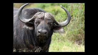 An Introduction to African Buffalo - JLIAACEA reports