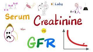 Serum Creatinine vs GFR - How the kidneys works - Nephrology Labs