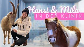 Hansi & Mila in der KLINIK