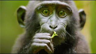 Best Monkey Moments | BBC Earth