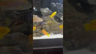 The Mbuna Cichlid Tank (Lake Malawi)