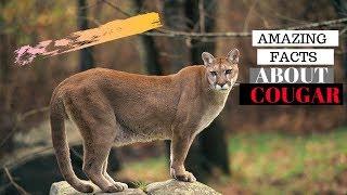 30 Amazing Facts About Cougar - Interesting Facts About Cougar