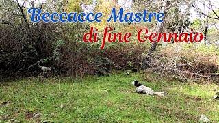 Beccacce Mastre di fine Gennaio - Caccia alla Beccaccia in Sicilia 2024 - Hunting Woodcoock