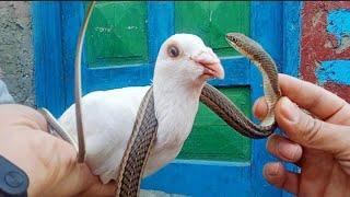 لقيت تعبان  عند الحمام Serpent،Pigeons