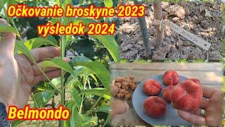 Ukážka plodov, broskyňa Belmondo. Očkovanie broskyne 2023 výsledok 2024.