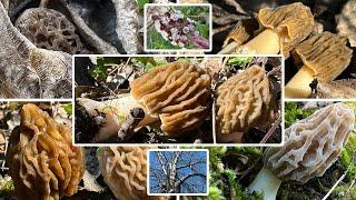 Morcheln suchen & Verpeln sammeln | Pilze sammeln im April | 06.04.2025 | Viele Böhmische verpeln