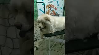 Banho do chowchow