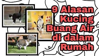 Jangan Marah, Ini 9 Alasan Kucing Buang Air Sembarang di dalam Rumah #story40 (Gembul Family)