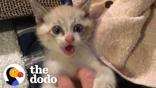 Guy Who Didn’t Like Cats Finds One Stuck In His Tire | The Dodo