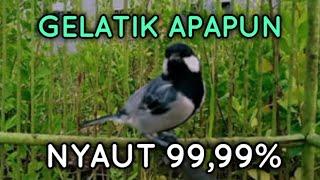 Ampuh!! Untuk pancingan gelatik batu supaya GACOR