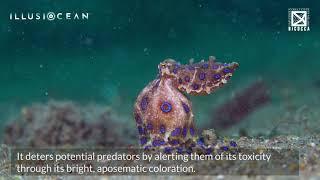 The Greater Blue-Ringed Octopus (𝘏𝘢𝘱𝘢𝘭𝘰𝘤𝘩𝘭𝘢𝘦𝘯𝘢 𝘭𝘶𝘯𝘶𝘭𝘢𝘵𝘢)