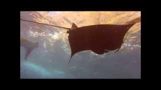 Mantas! (Manta Point, Bali HD)