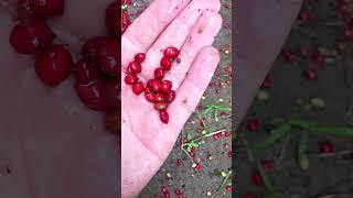 Калина в Доме на Юге