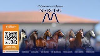 Primeiro Leilão  - 2ª Semana de Negócios Haras Narciso