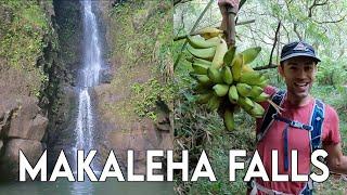 I found bananas while hiking in Kauai | Makaleha Falls Trail