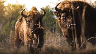 Face to face with GIANTS | The European Bison