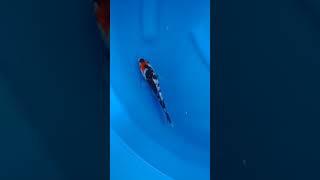 4se Ikan Koi Import Ginrin Showa (Marusei Certified) 18cm