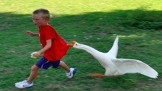 Funny Goose Chasing Kids Compilation|| Funny Babies and Pets
