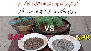 How to Use NPK and DAP Fertilizer | When to Use Fertilizer | Fertilizer for Plants