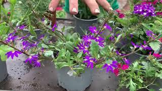 Potted plant from Slanemore Farm and Nursery