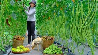 Harvest And Cook: Yardlong Beans, Chocolate Peppers, Starfruit, Chayote - Daily Life, Farm