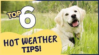 Top 6 Tips to Help Keep Your Dog Cool in Hot Weather