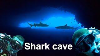 Inside cave full of sharks. Candidasa, Bali. Episode 210