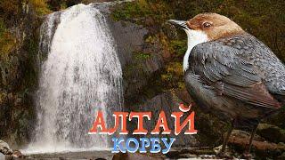 Алтай: водопад Корбу и оляпка | Film Studio Aves