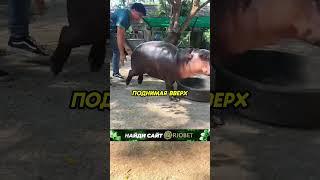 Смотритель зоопарка дразнит бегемотов️ #аnimals #животные