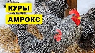 Разведение кур породы Амрокс как бизнес идея | Куры Амрокс