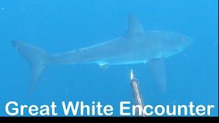 Great White Shark Encounter while Spearfishing