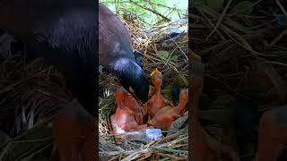 Myna bird feeding her babies (P 16) #shorts