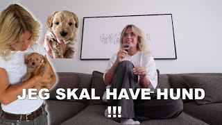 Q&A; JEG SKAL HAVE HUND, en snak om venskaber m.m