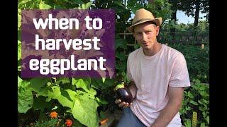 When To Harvest Eggplant