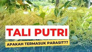 Tumbuhan Tali Putri Apakah Termasuk tumbuhan parasit??