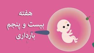 بارداری هفته به هفته / هفته بیست و پنجم  بارداری