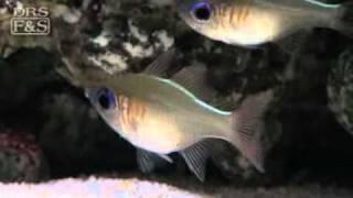 Longspine Cardinalfish (Zoramia leptacanthus) | LiveAquaria.com