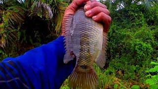 Mancing ikan betok besar di parit perkebunan kelapa sawit, umpan turun langsung rebutan