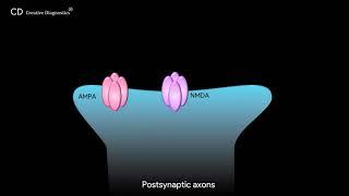 Glutamatergic Synapse Pathway Creative Diagnostics