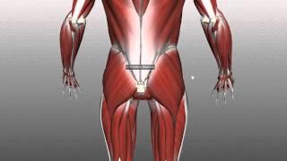 Muscles of the Gluteal Region - Part 1 - Anatomy Tutorial