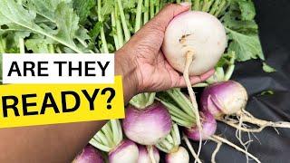 How To Know Turnips Are Ready? Beginners Harvest Guide! #Harvesting