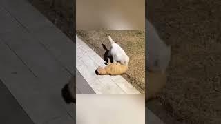 Clash of Claws: Cat Fight Compilation