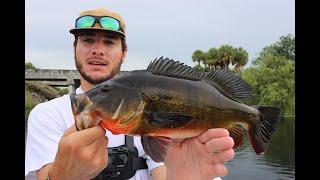 Back To Back PEACOCK BASS Fishing Action