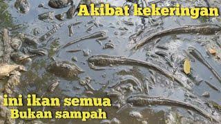 TINGGAL AMBIL !!! BANYAK IKAN MUNCUL SAAT AIR MENGERING BERKAH MUSIM KEMARAU PANJANG