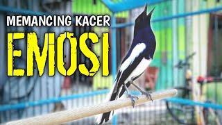 MEMANCING KACER ANDA AGAR EMOSI LANGSUNG NYAUT !! PANCINGAN KACER GACOR AUTO KONSLET.