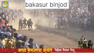 bakasur binjod sharyat Today| शेलू मैदान | bailgada sharyat live| 31.12.2023 #gramintenniscricket