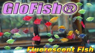 GloFish® Fluorescent Fish - White Skirt Tetra six neon colors