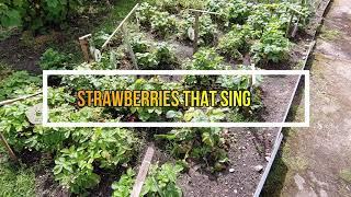 Strawberries that sing!
